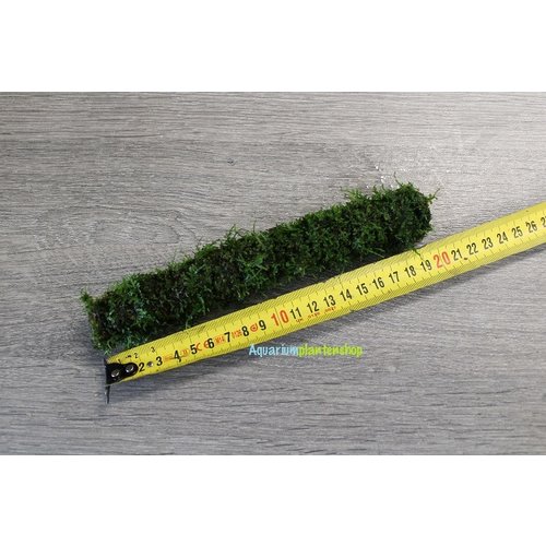 Bamboo stok met javamos 20 cm Bamboo stok met javamos 20 cm
