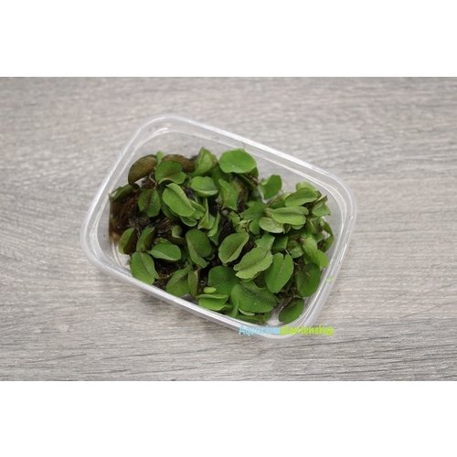 Bakje Salvinia Natans Bakje Salvinia Natans