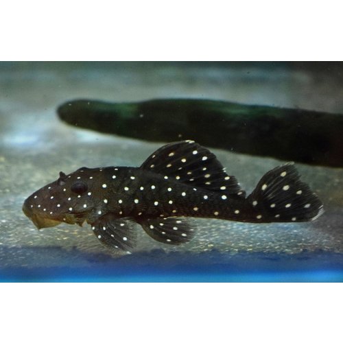L030 Oligancistrus Punctatissimus L030 Oligancistrus Punctatissimus