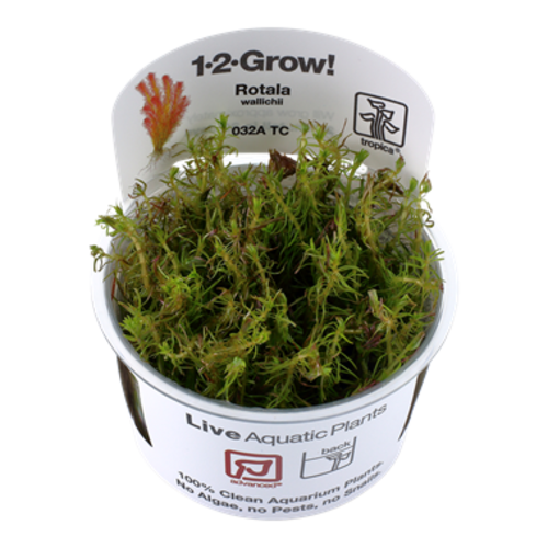 Rotala Wallichii 1-2-Grow! Rotala Wallichii 1-2-Grow!