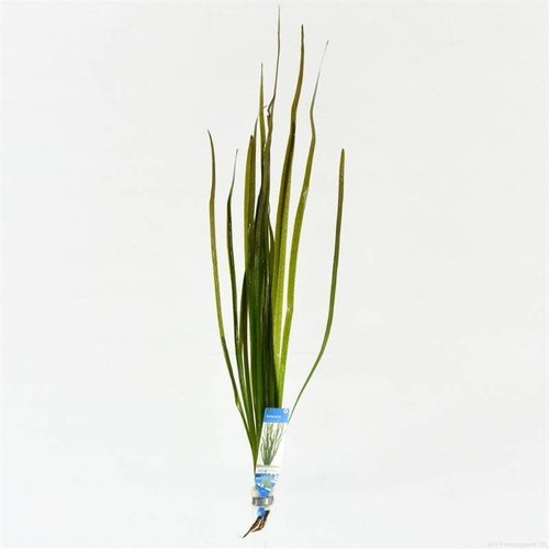 Vallisneria Spiralis Rood Vallisneria Spiralis Rood