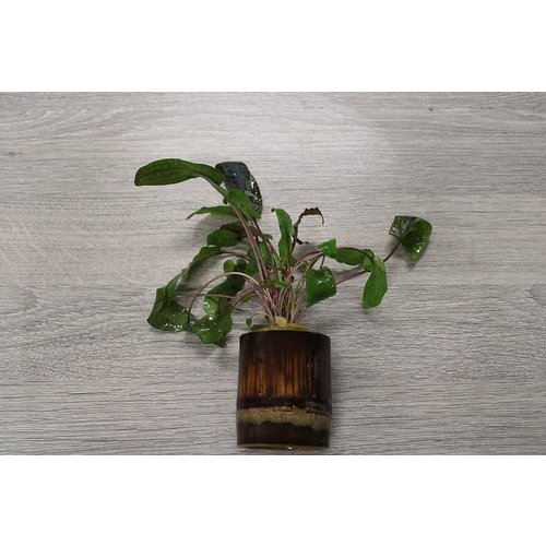 Bamboe Pot S - Cryptocoryne Mix Bamboe Pot S - Cryptocoryne Mix