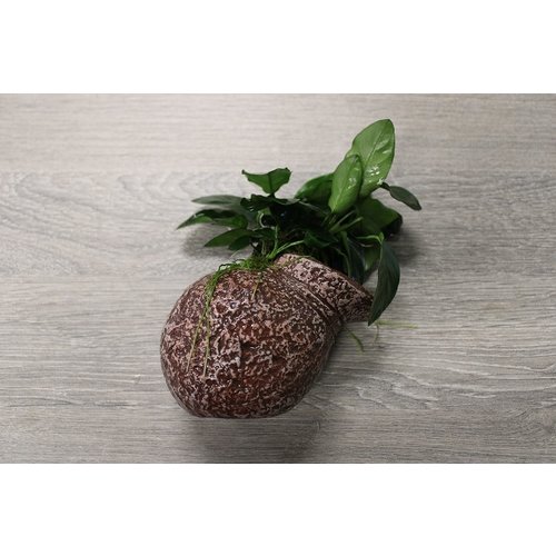 Deco Pot Anubias Deco Pot Anubias