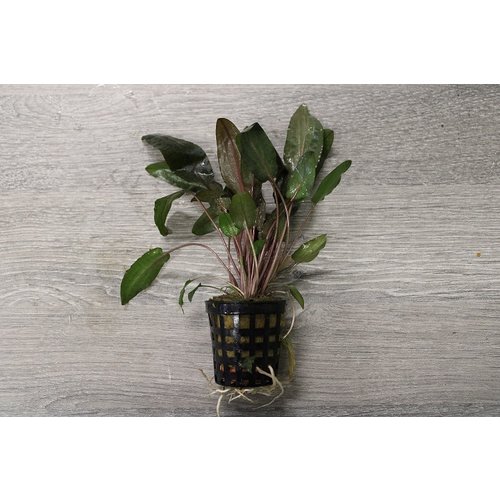 Cryptocoryne Bullosa Cryptocoryne Bullosa