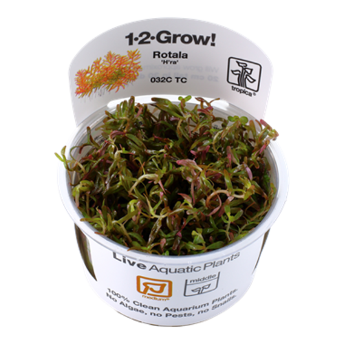 Rotala 'Vietnam H'ra' 1-2-Grow! Rotala 'Vietnam H'ra' 1-2-Grow!
