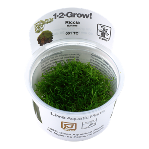 Riccia Fluitans 1-2-Grow! Riccia Fluitans 1-2-Grow!
