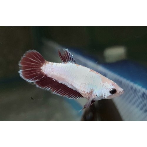 Betta Super Delta - Vrouwen Betta Super Delta - Vrouwen
