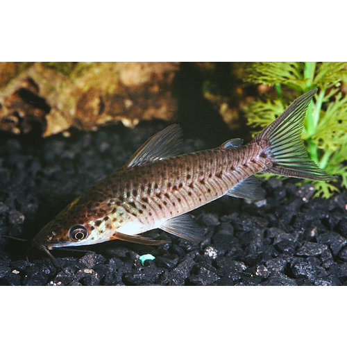 Dianema Longibarbis Dianema Longibarbis