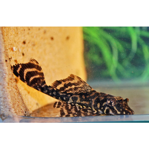 L001 Glyptoperichthys Joselimaianus L001 Glyptoperichthys Joselimaianus
