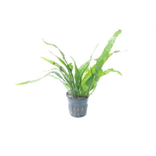 Microsorum Narrow Leaf Microsorum Narrow Leaf