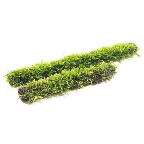 Bamboe stok met javamos Bamboe stok met javamos