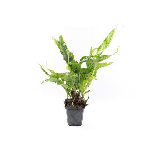 Microsorum Pteropus XL Microsorum Pteropus XL