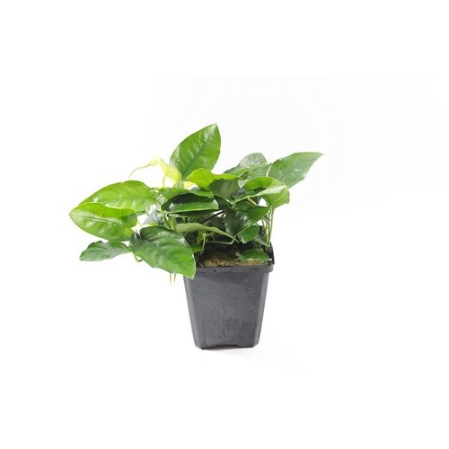 Anubias Nana XL Anubias Nana XL