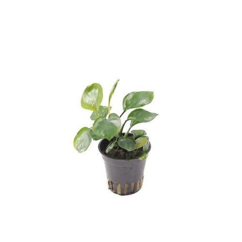Anubias Nana Coin Anubias Nana Coin