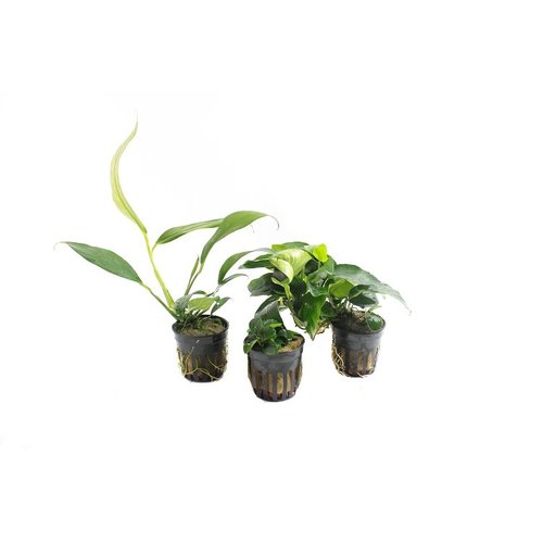 Anubias Aquariumplanten Trio #2 Anubias Aquariumplanten Trio #2