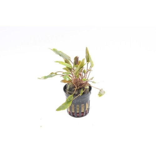 Cryptocoryne Petchii Cryptocoryne Petchii