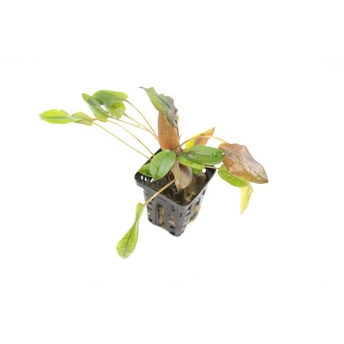 Cryptocoryne Blassii Cryptocoryne Blassii
