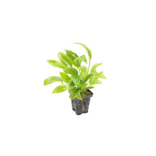 Anubias Congensis 'Arrow' Anubias Congensis 'Arrow'