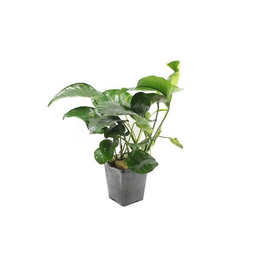 Anubias Barteri XL Anubias Barteri XL