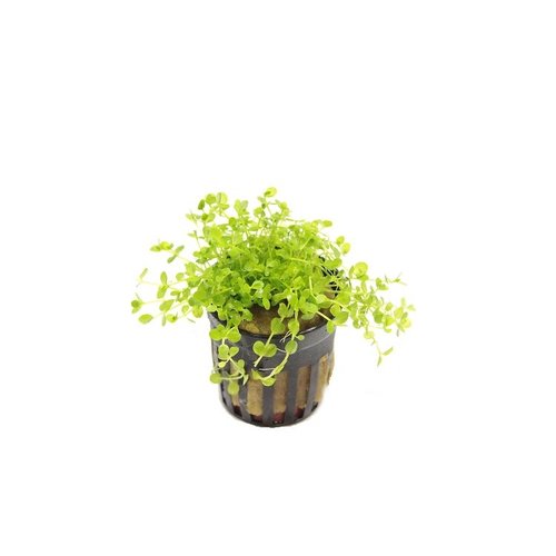 Micranthemum Monte Carlo Micranthemum Monte Carlo