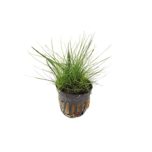 Eleocharis Acicularis Eleocharis Acicularis