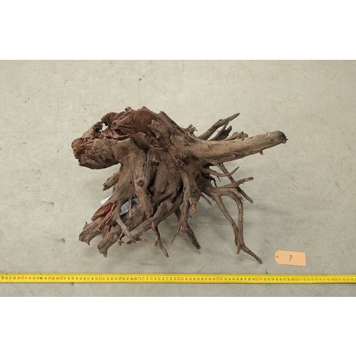 Corbo Root Large 7 Corbo Root Large 7