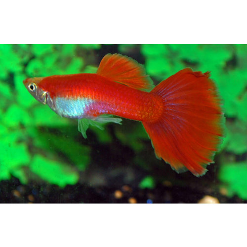 Guppy's Mix Mannen Guppy's Mix Mannen