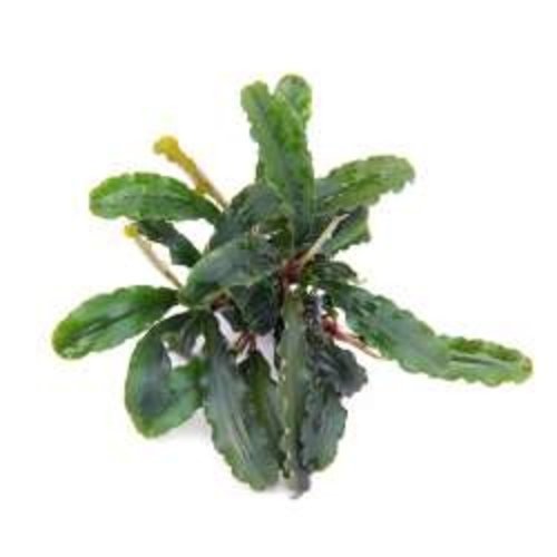 Dennerle Dennerle Bucephalandra Pygmaea 'Bukit Kelam' Dennerle Dennerle Bucephalandra Pygmaea 'Bukit Kelam'