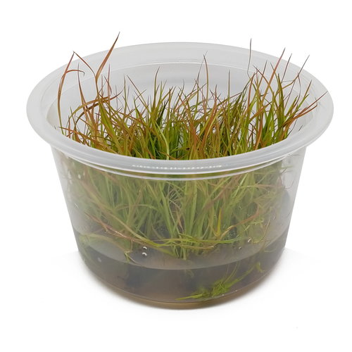 Juncus Repens - In Vitro XL Juncus Repens - In Vitro XL