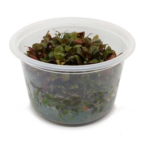 Alternanthera Reineckii - In Vitro XL Alternanthera Reineckii - In Vitro XL