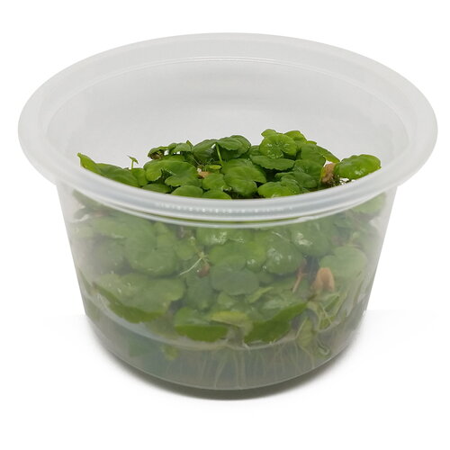 Hydrocotyle Leucocephala - In Vitro XL Hydrocotyle Leucocephala - In Vitro XL
