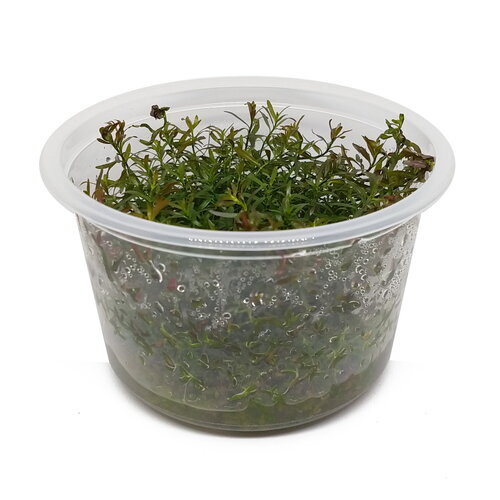 Ludwigia Arcuata - In Vitro XL Ludwigia Arcuata - In Vitro XL