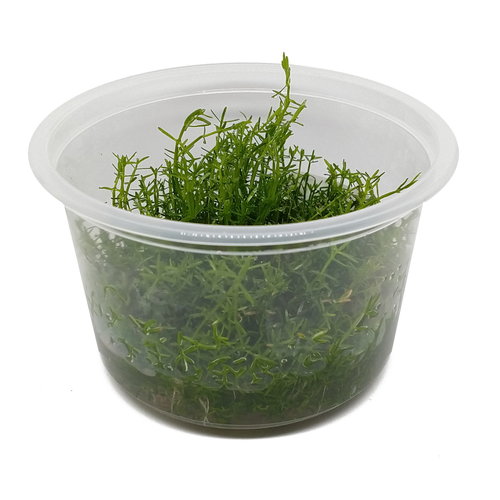 Crassula sp. - In Vitro XL Crassula sp. - In Vitro XL