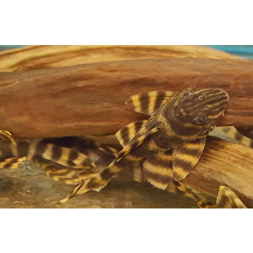 L398 Panaqolus Tankei L398 Panaqolus Tankei