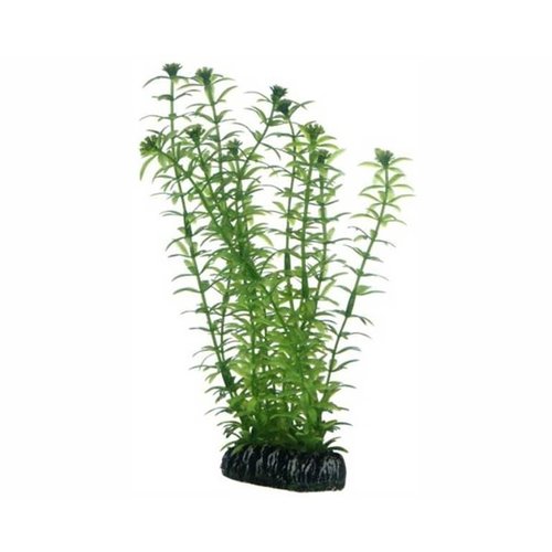 Hobby Hobby Plant Lagarosiphon 20 cm Hobby Hobby Plant Lagarosiphon 20 cm