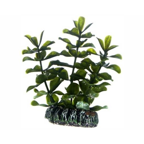 Hobby Hobby Plant Bacopa 7 cm Hobby Hobby Plant Bacopa 7 cm