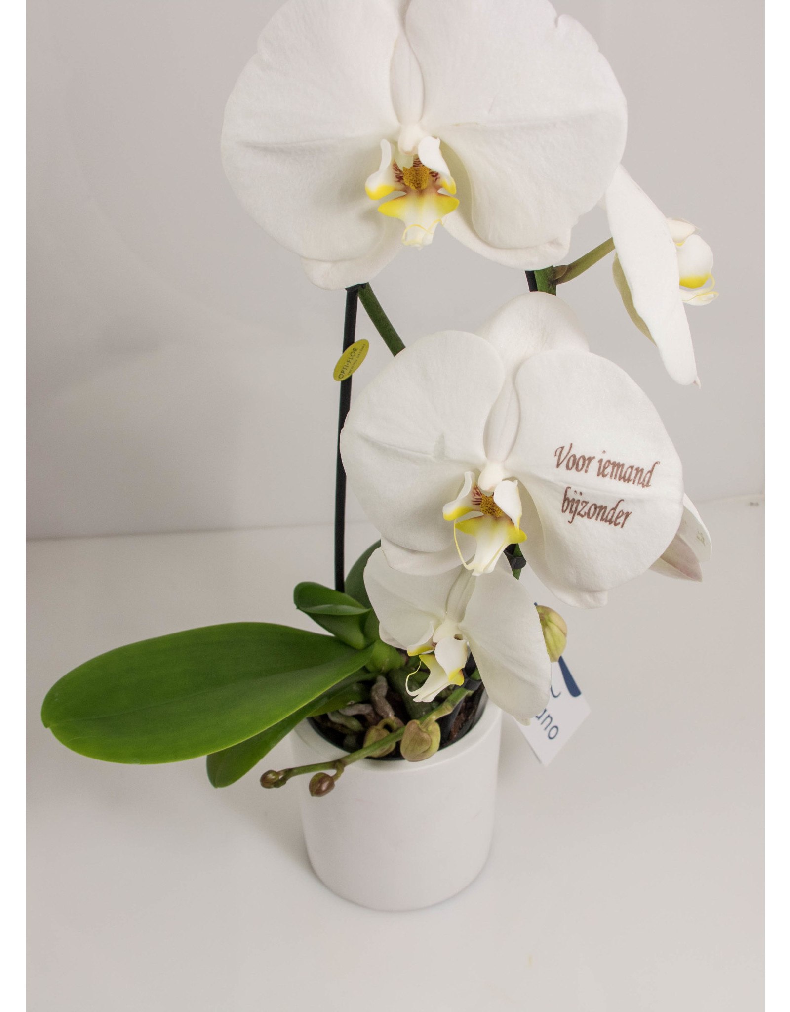 Orchidee - Voor iemand bijzonder
