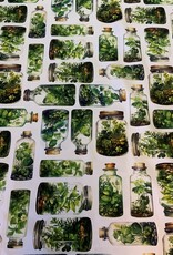 Grüne Kräuter in Gläsern