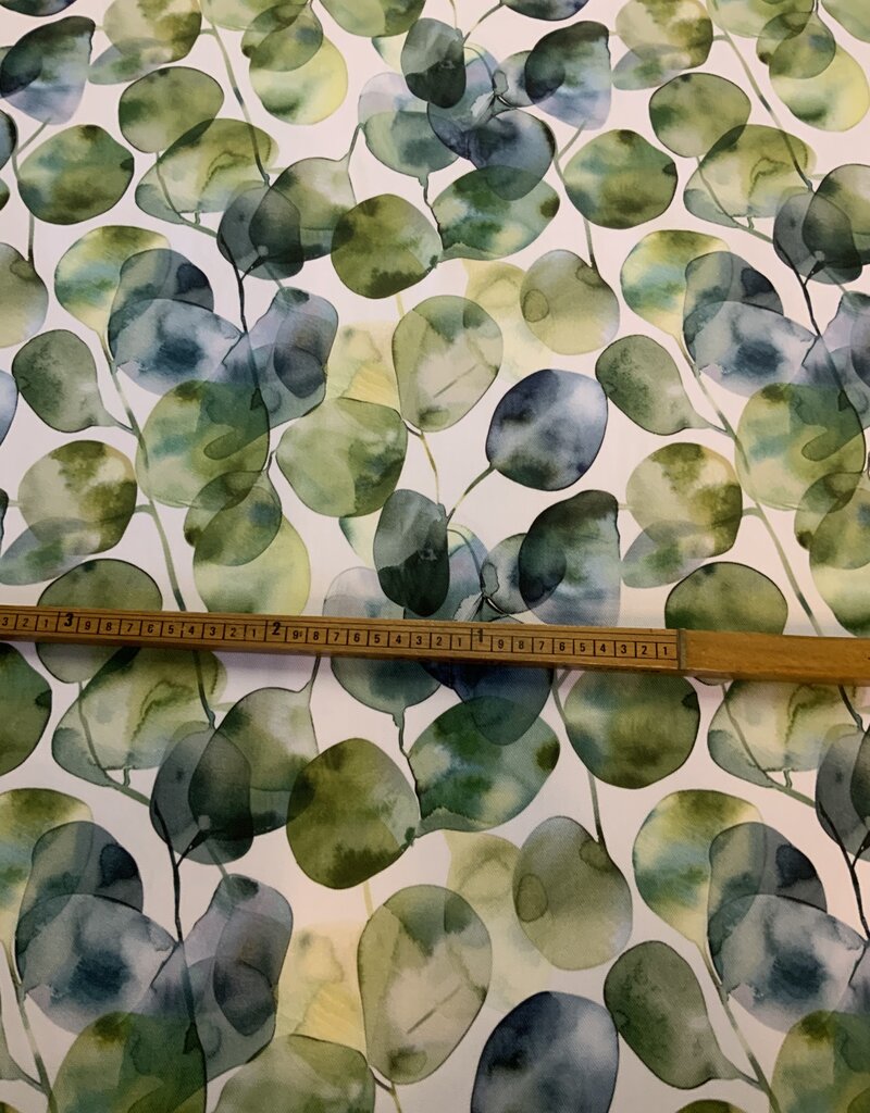 Een aquarel van Eucalyptus