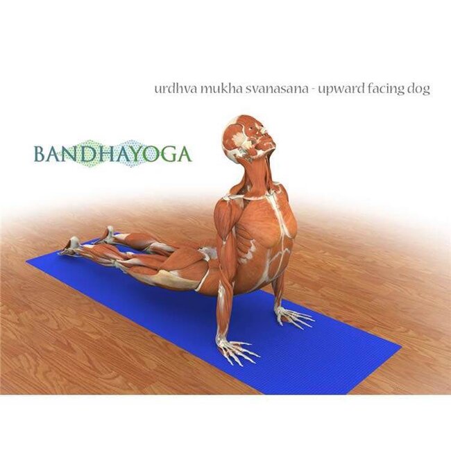 Ray Long - The Key Muscles Of Yoga - Scientific Keys Volume I