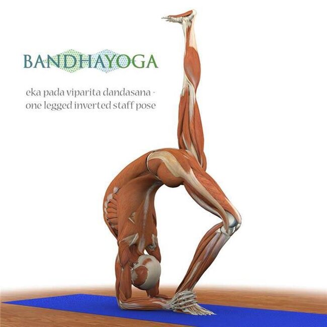 Ray Long - The Key Poses of Yoga - Scientific Keys Volume II