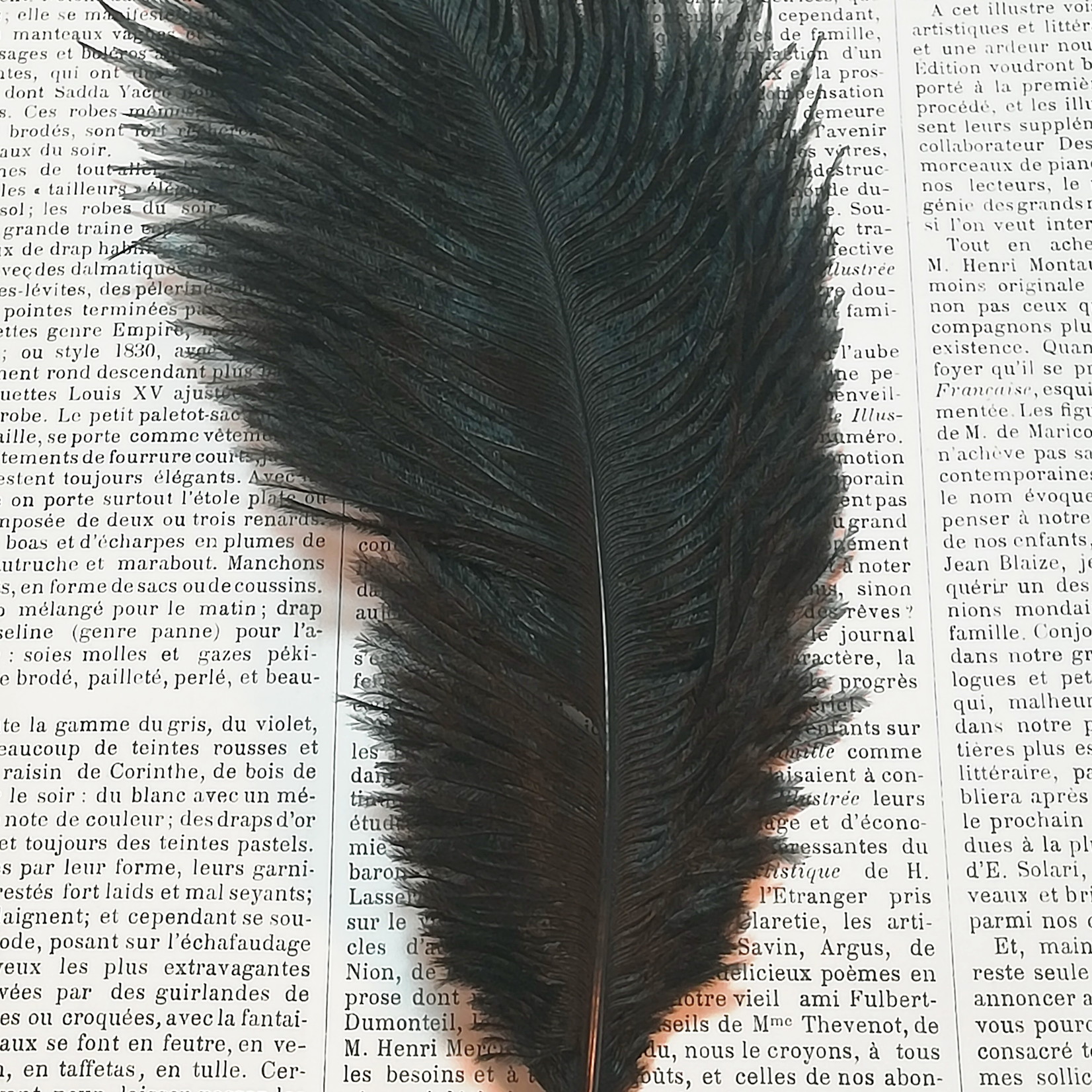 Ostrich feathers diff. colors