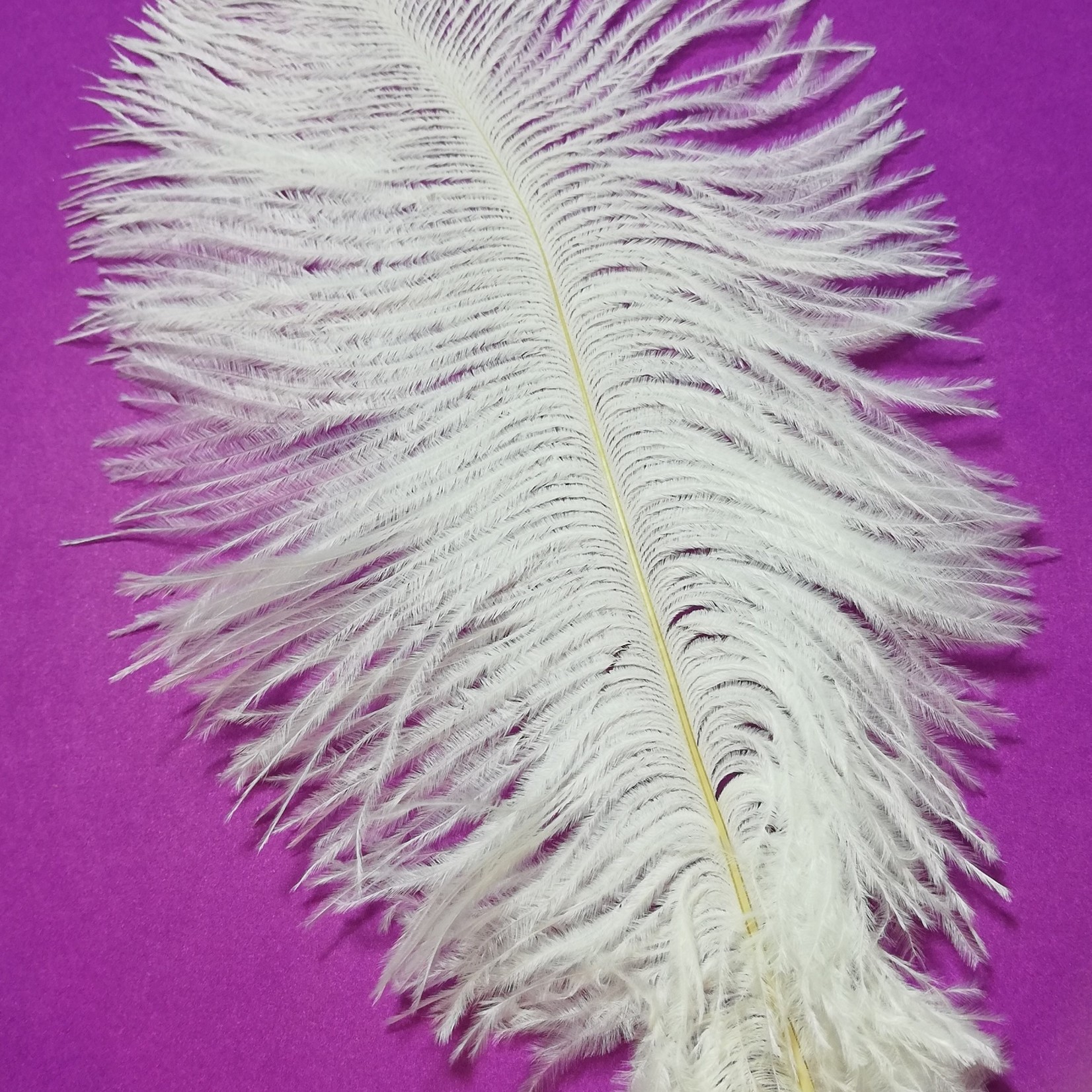 Ostrich feathers diff. colors