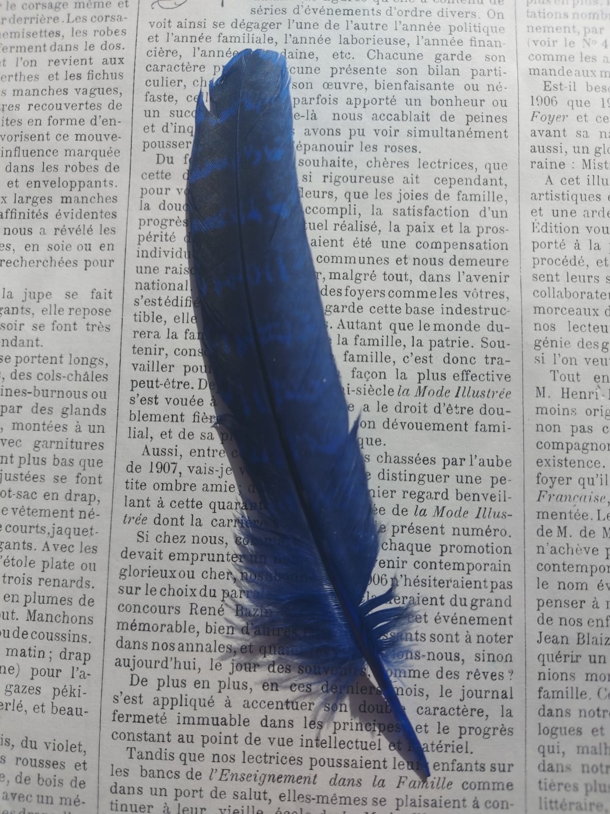 Colored Pheasant feathers diff. colors