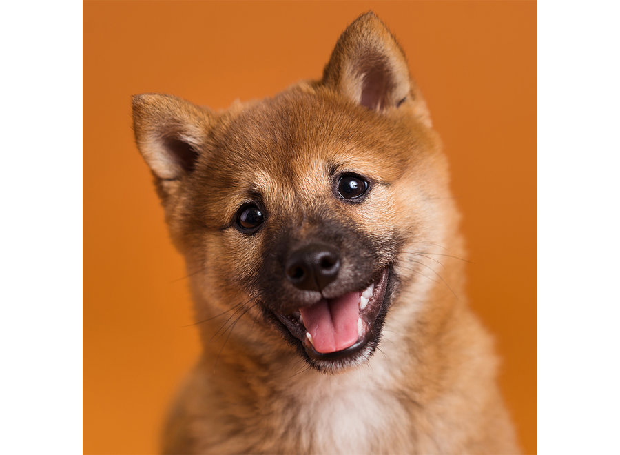 Savage Backgroud paper on roll 2.18 x 11 Sienna # 17