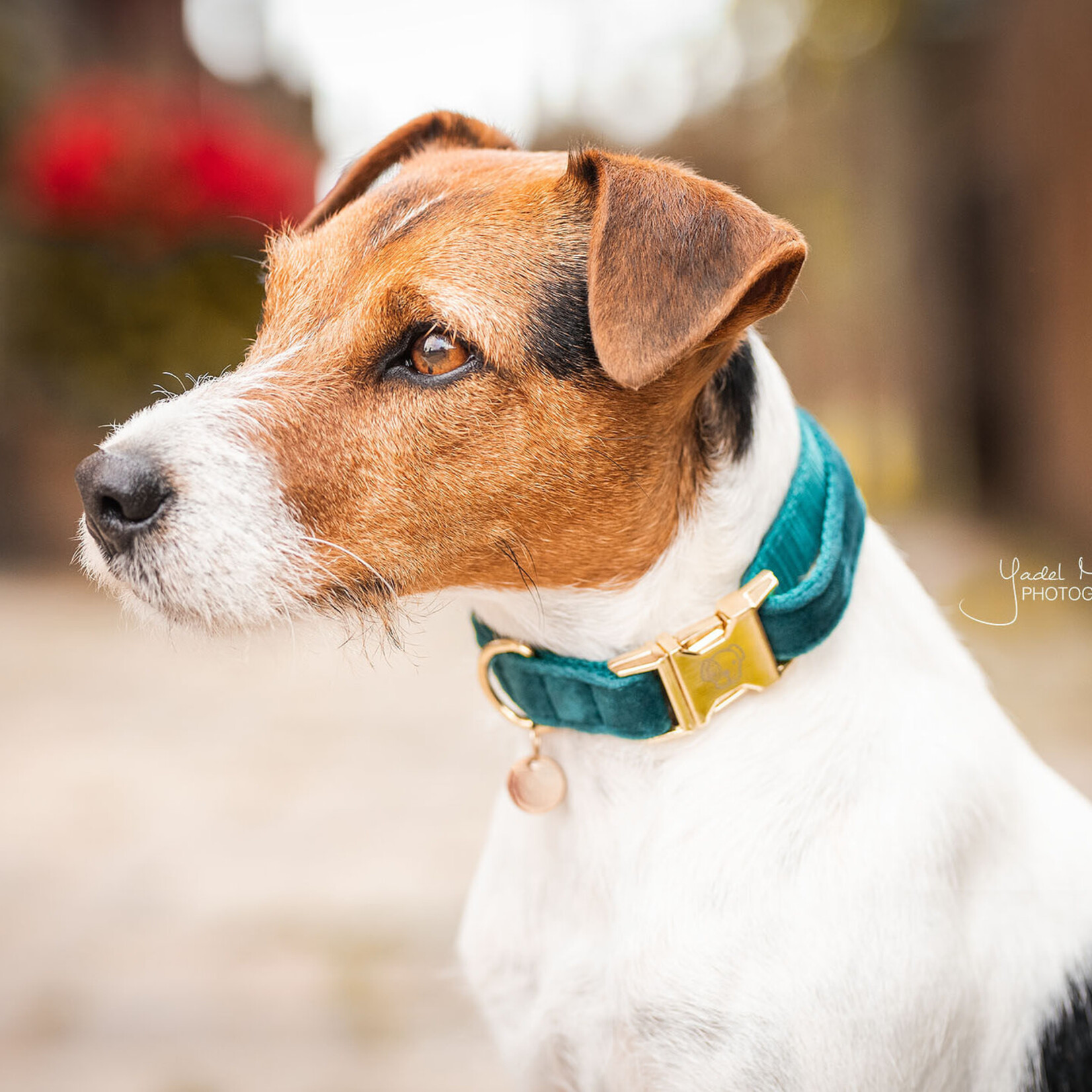 Kentucky Kentucky halsband Velvet