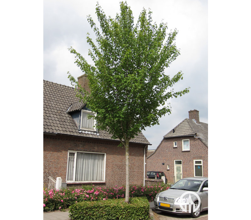 Acer rubrum 'Scanlon' | Rode Esdoorn