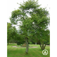 Amelanchier lamarckii | Amerikaans krentenboompje