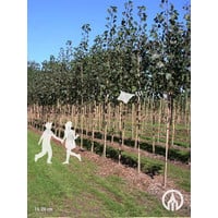 Populus x canadensis 'Koster' | Populier