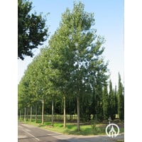 Populus x canadensis 'Robusta' | Canadese populier